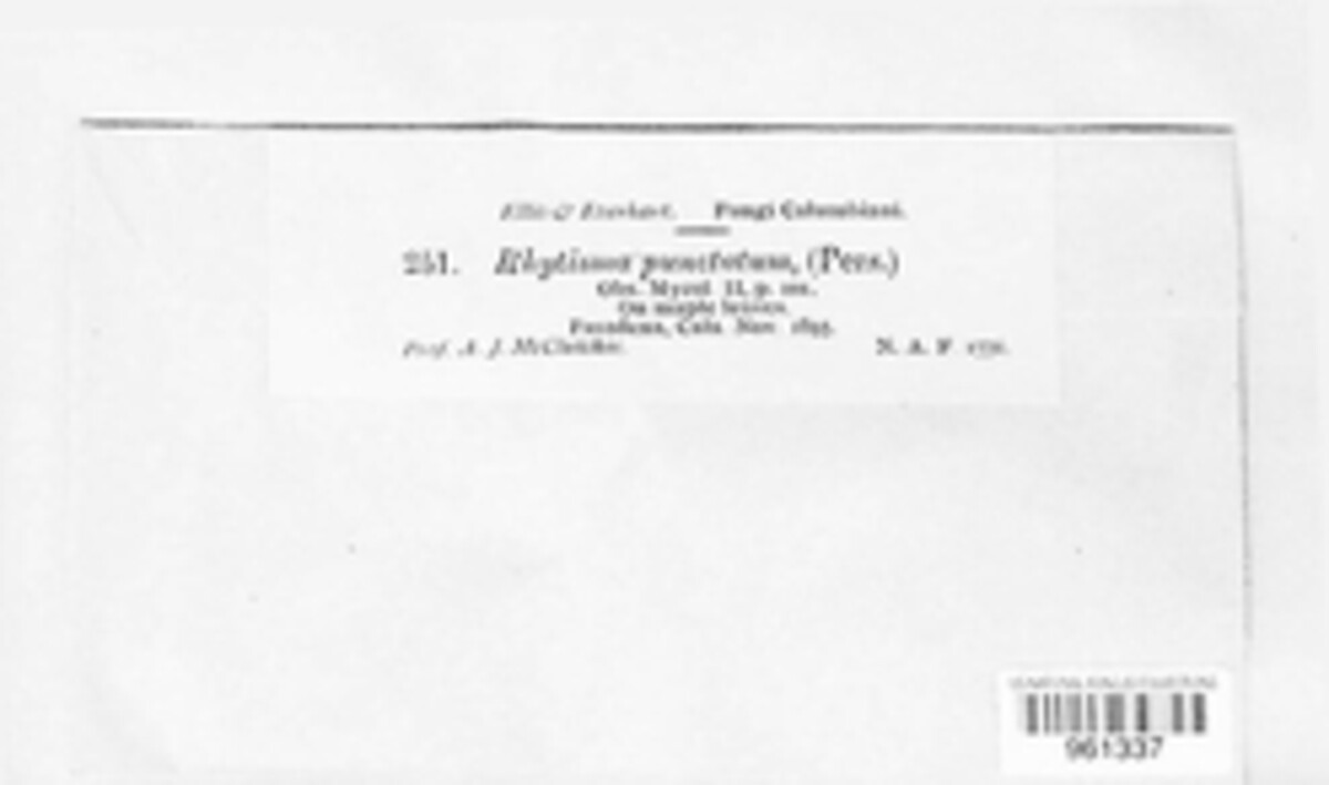 Rhytisma punctatum image